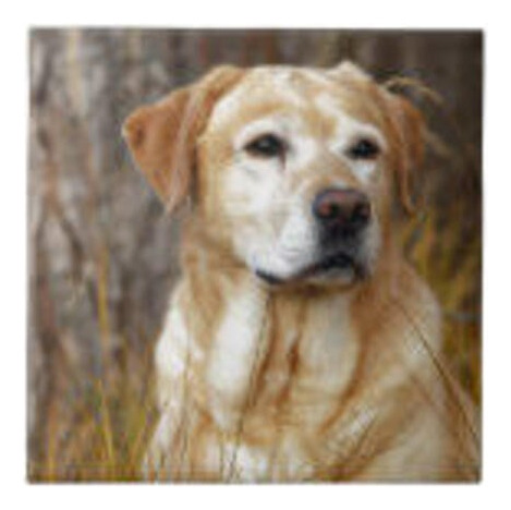 Pintura Por Diamantes Kit Completo 30x30cm Perrito Labrador