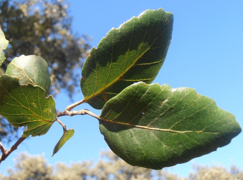 Semillas X20 Roble Alcornoque Quercus Suber Corteza Corcho.
