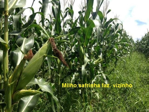 Imagem 24 de 30 de Fazenda À Venda, 430000 M² Por R$ 313.900.000,00 - Centro - Pium/to - Fa0047