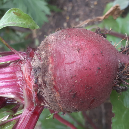 Remolacha Early Wonder Semillas De Mi Huerta A Tu Huerta