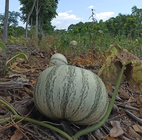 Semilla De Calabaza Pipian Con Cáscara. 1kg
