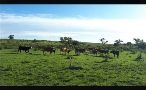 Imagen 7 de 7 de Campo En Venta Tala, Exelente Oportunidad