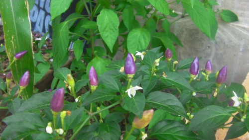 Semillas De Chiltepin Purple  300 Semillas