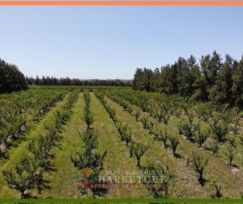Campo Venta 50 Has Juanico, Casa, Galpones