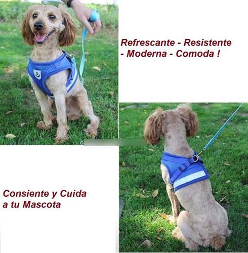 Pechera Malla Para Perros Razas Pequeñas + Correa