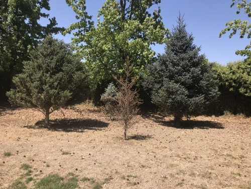 Parque Con Árboles Ornamentales Y Laguna