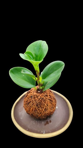 Kokedama Palo De Brasil