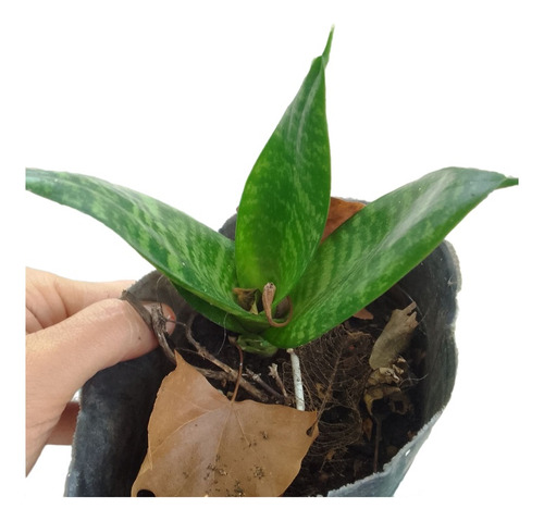 Sansevieria Enana, Cultivada Sin Agroquímicos