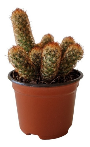 Mammillaria Elongata Set 3 Pzas M4