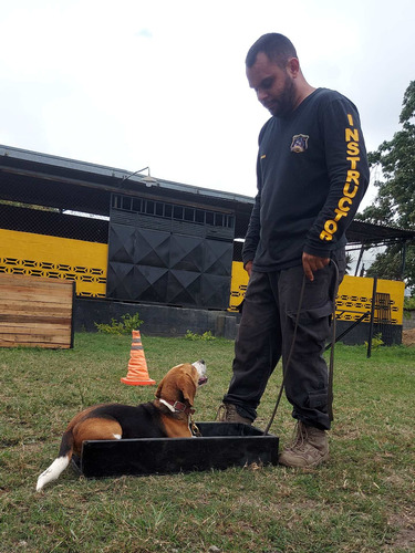 Imagen 2 de 3 de Adiestramiento Y Hospedaje Canino