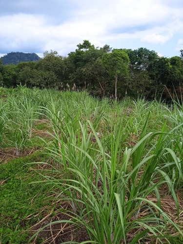 Imagen 30 de 30 de José Herrera Vende Finca En Edo. Tachira.(cod. Plf-002)
