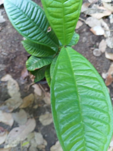 Gowak Syzygium Polycephallum, Frutal Exotico, Coleccionistas