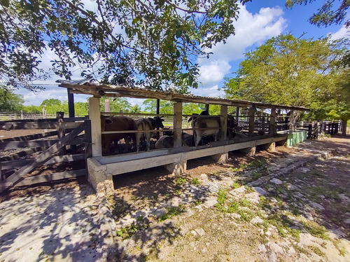 Venta De Rancho En Zona Ganadera De Yucatán, Con Cenotes, 453 Has