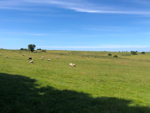 Campo De 73 Hás En Venta En San José, Al Límite Con Colonia.