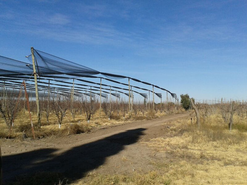 Finca De 11 Ha En General Alvear Mendoza