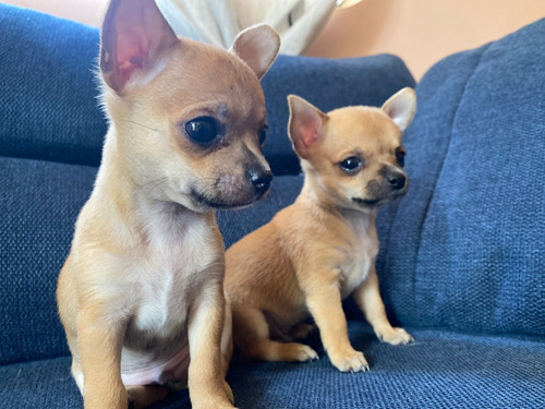 Cachorritos Chihuahua