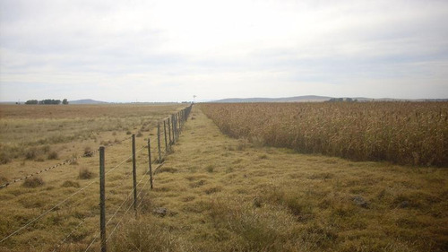 Campo De 380 Has En Coronel Pringles. 100 % Agrícola - Sobre Ruta !