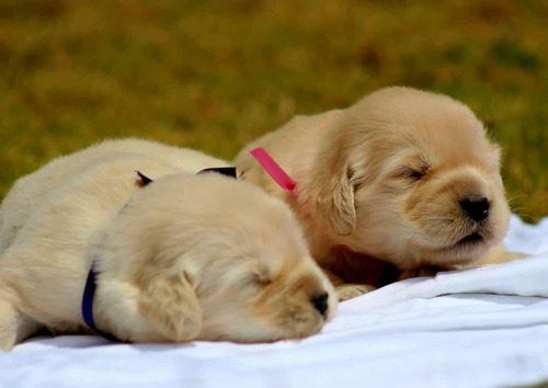 Cachorros Golden Retriever Perros En Venta En Tumaco