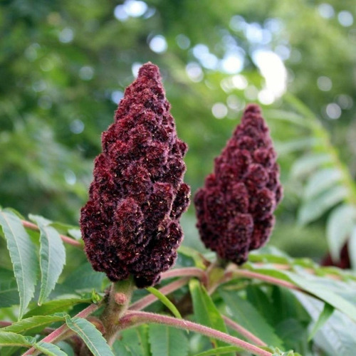 50 Semillas De Arbol De Rhus