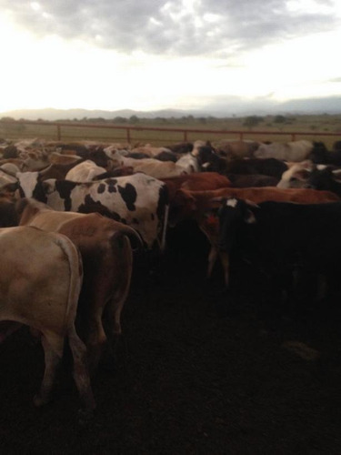 Imagen 3 de 14 de Finca En Venta Areo - Municipio Cedeño