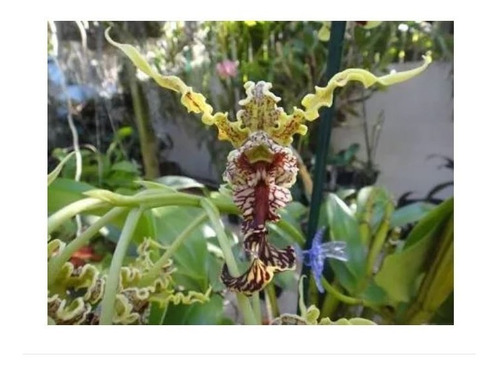Orquídea Dendrobium Spectabile