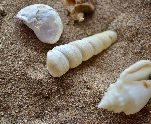 Imagen 3 de 7 de Collar Caracol De Mar, Joyeria Natural, Cod1