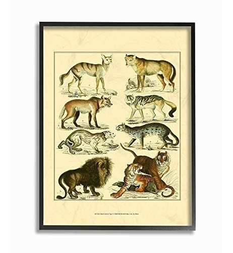 Stupell Industries Big Cats Wildlife Illustration Arte De Pa (Reacondicionado)