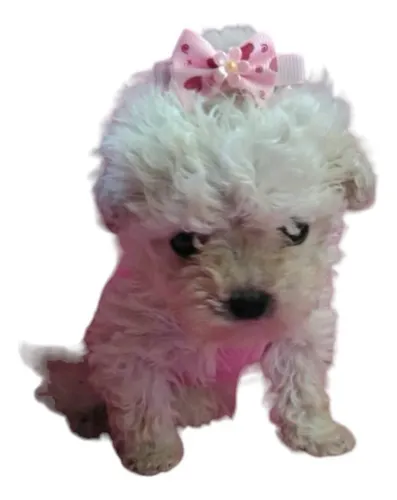 Caniche Toy Hembra Blanca Nieve 60dias, Papa Microtoy