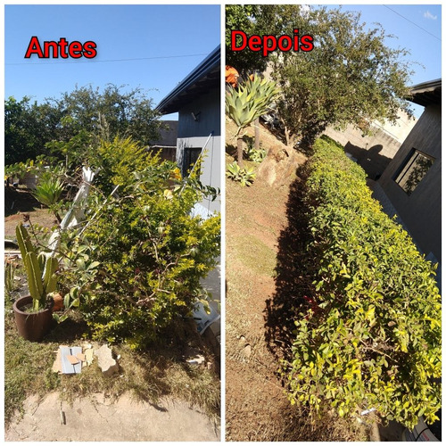Imagem 3 de 5 de Serviço E Acessória De Jardinagem