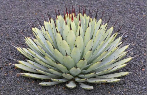 Agave Macroacantha, Maguey Mexicano, Mp