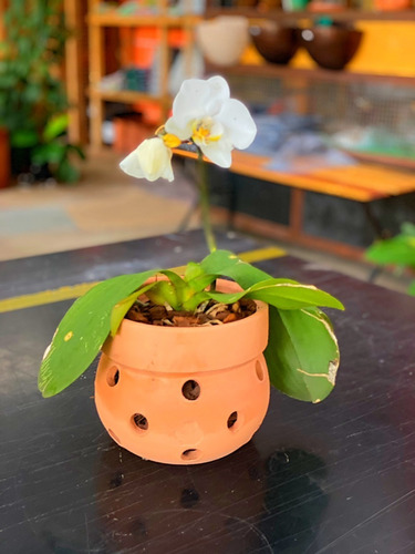 Vaso Grande Para Orquídea Nº4 | Parcelamento sem juros