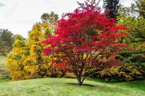 Maple Japones ( Planta ) Acer Palmatum 1.m , Arce Japones