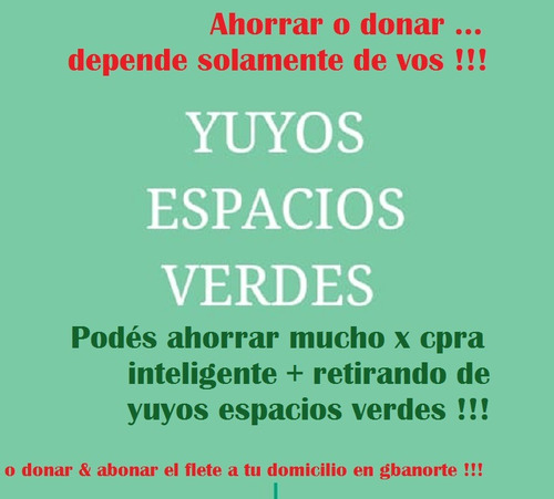 Plantas Yuca O Pie De Elefante 100cm Ahorrar O Donar