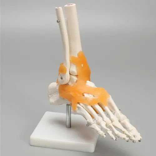 1:1 Lifesize Skeleton Model Pie Tobillo Hueso De Humano