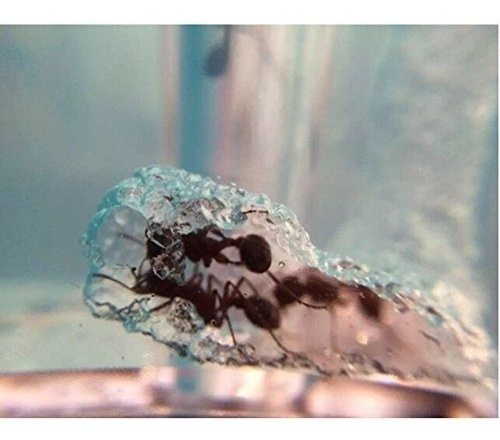 Navadeal Ant Castle Experiment And Toy Permite Estudiar La E