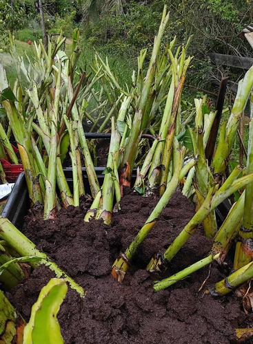 Bananeros, Plantas De Bananas