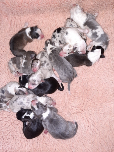 Imagen 3 de 9 de Cachorros Border Collie
