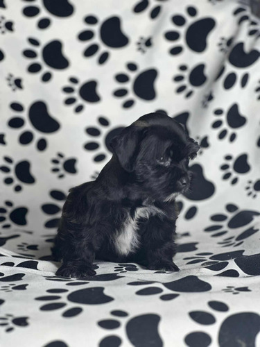 Schnauzer (perros De Raza)