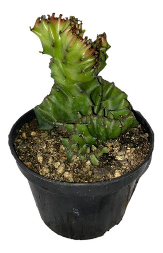 Muda Euphorbia Lactea Cristata Cacto Planta Rara De Coleção