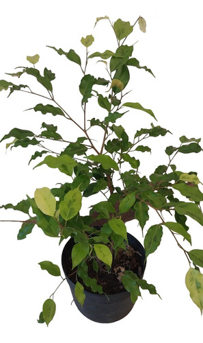 Ficus Benjamina, Boj Ó Laurel De La India