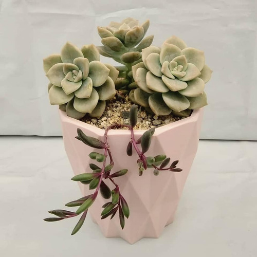 Imagen 2 de 8 de Regala Vida, Bellas Suculentas, Plantas, Maceta Decorativa