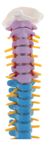 C. Detallado De Columna Vertebral Humana Flexible De