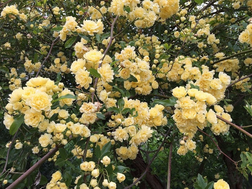 Rosa Trepadora Banksiae Amarilla Sin Espinas - Ideal Pérgola