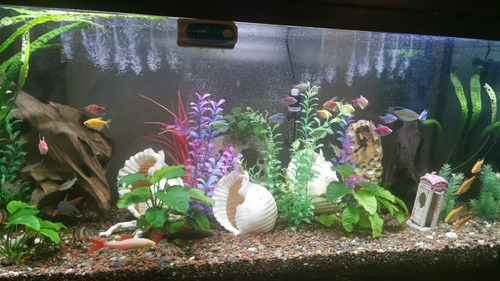 Imagen 1 de 4 de Acuario Plantado Con Peces