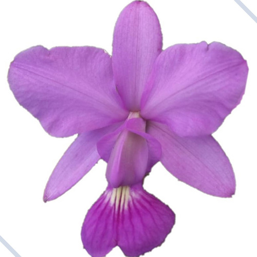 Cattleya Walkeriana Tipo - Toquinho De Madeira