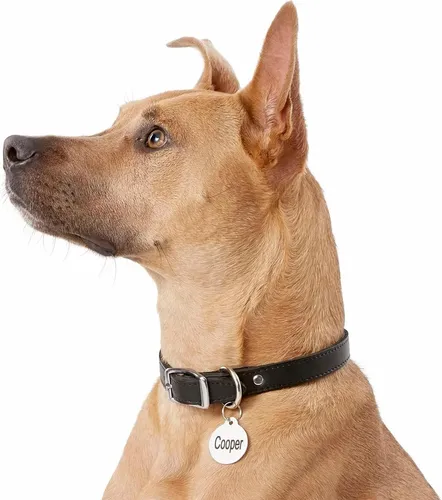 Go tags dog collar 2025