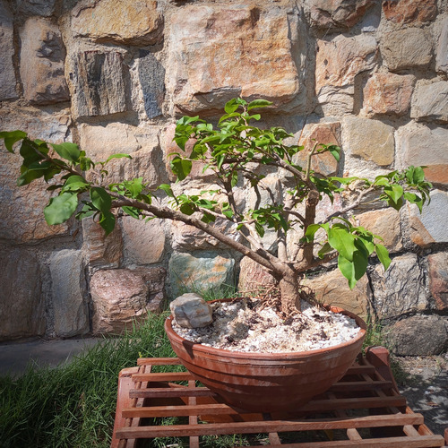 Bonsai Natural Floral Buganvilla Trinitaria
