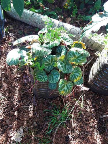 Stromanthe Saxifraga Begonia Vivero Orgánico Cielo Verde