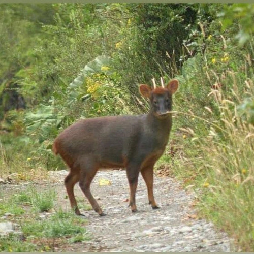 Parcela Parque Tepuhueico, Comuna De Chonchi . Chiloé