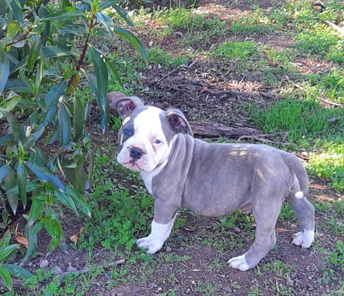 American Bully Cachorros 